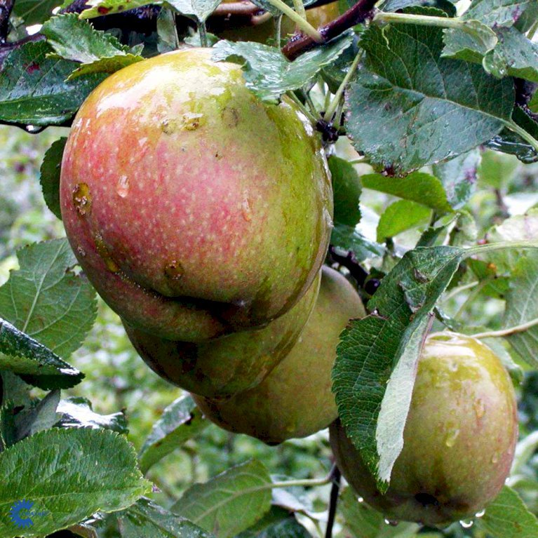 Æble 'Belle De Boskoop'