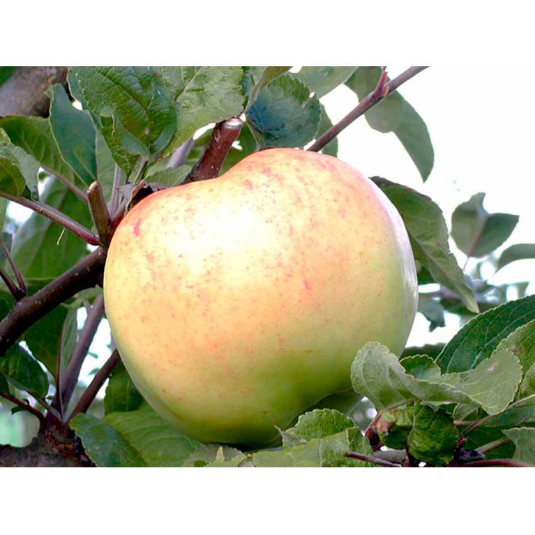 Æble 'Bøghs Citronæble'