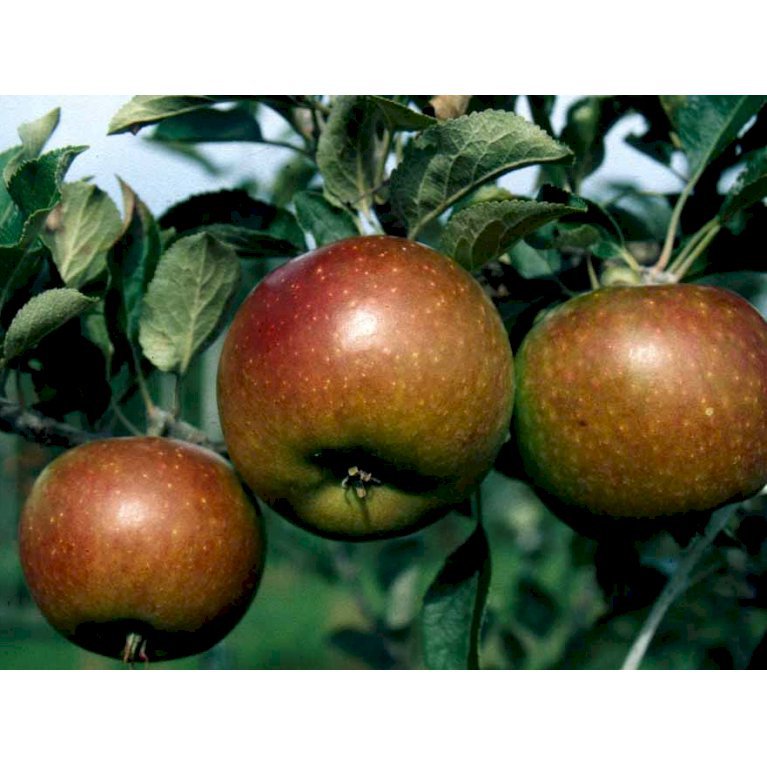 Æble 'Cox Orange Queen'