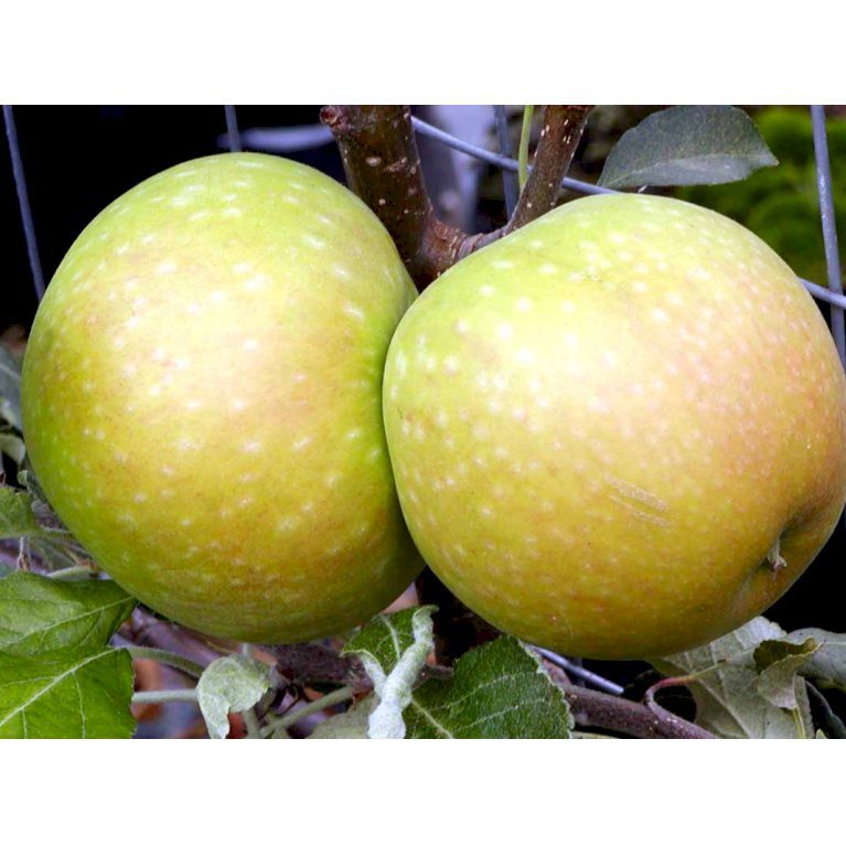 Æble 'Cox Orange Queen'