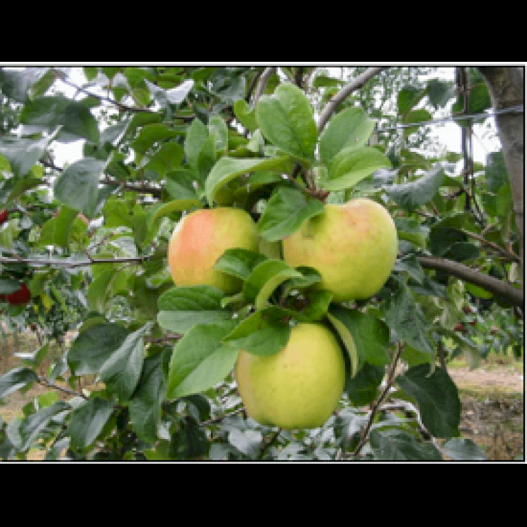 Æble 'Filippa'