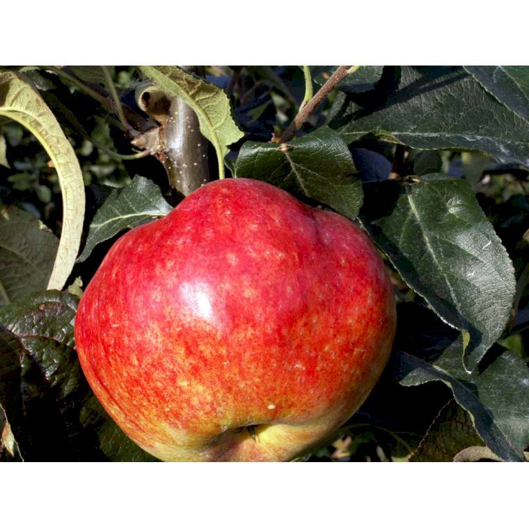 Æble 'Katinka'