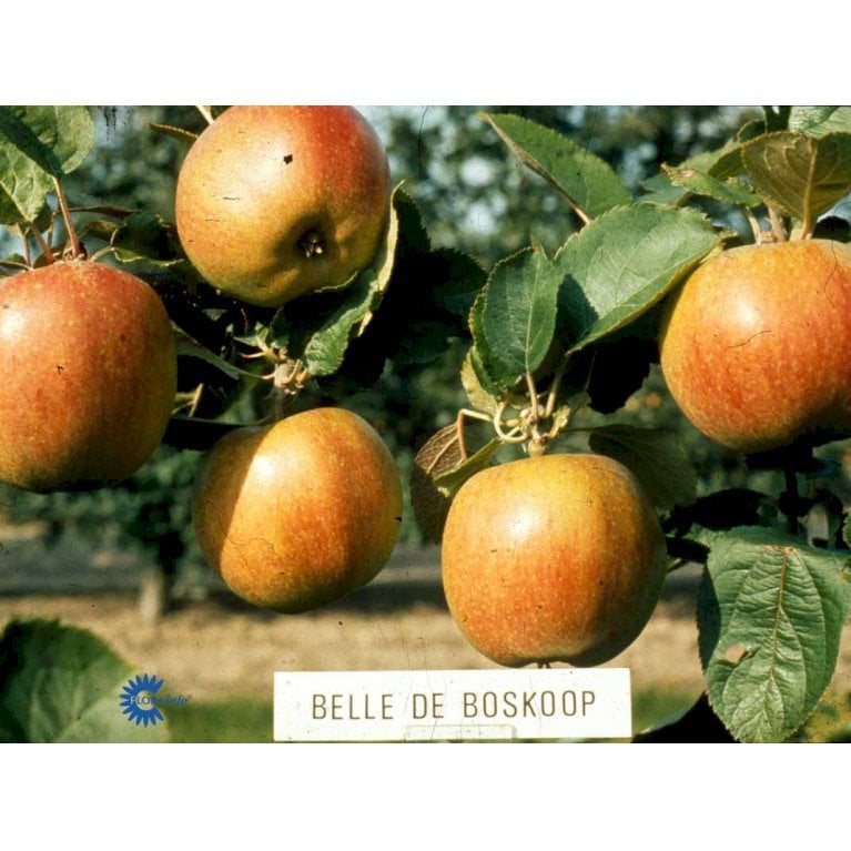 ÆBLE 'RØD BELLE DE BOSKOOP'