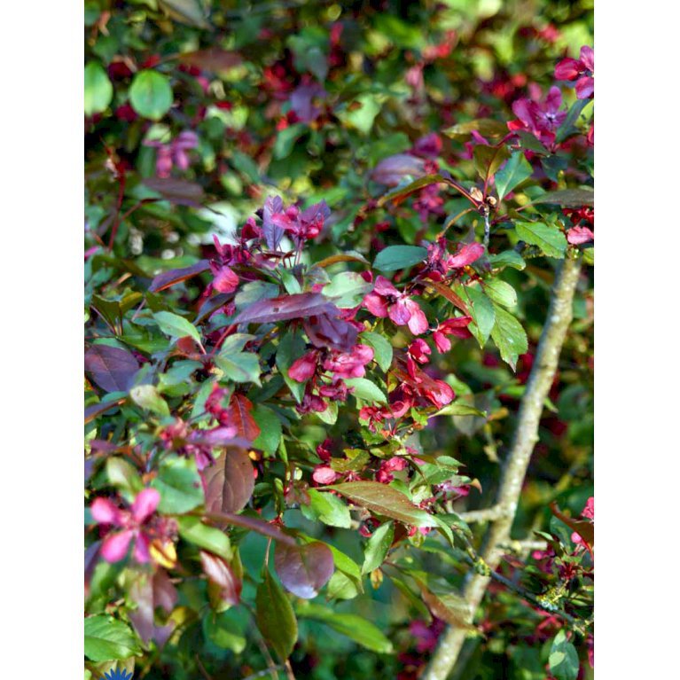 Paradisæble 'Rudolph'