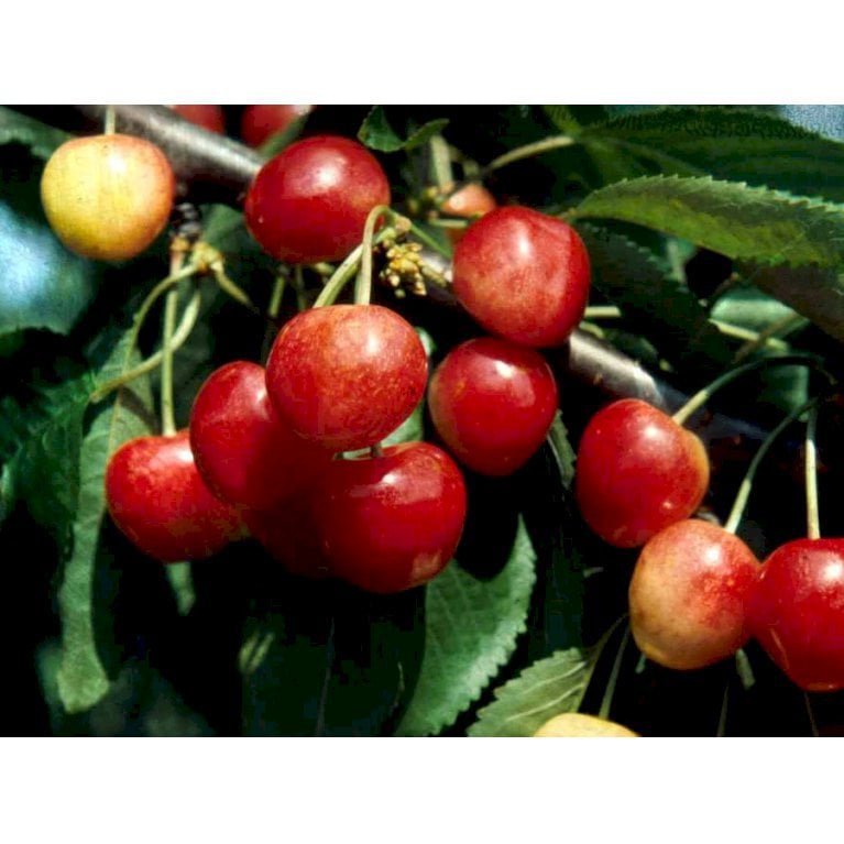 Sød Kirsebær  'Merton Glory' - kræver bestøver