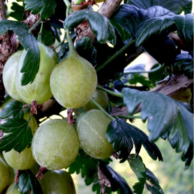 Stikkelsbær 'Gul Hinnomaki'