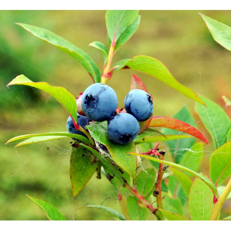 Amerikanske Blåbær 'Blue Crop'