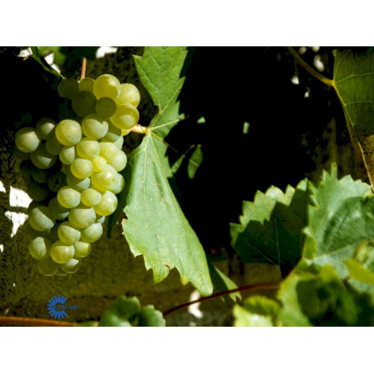 Vin 'Aurore'