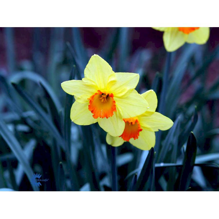 Påskelilje 'Red Devon'