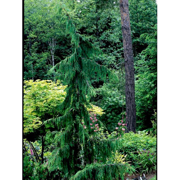 Hængende Nutkacypres 'Pendula'