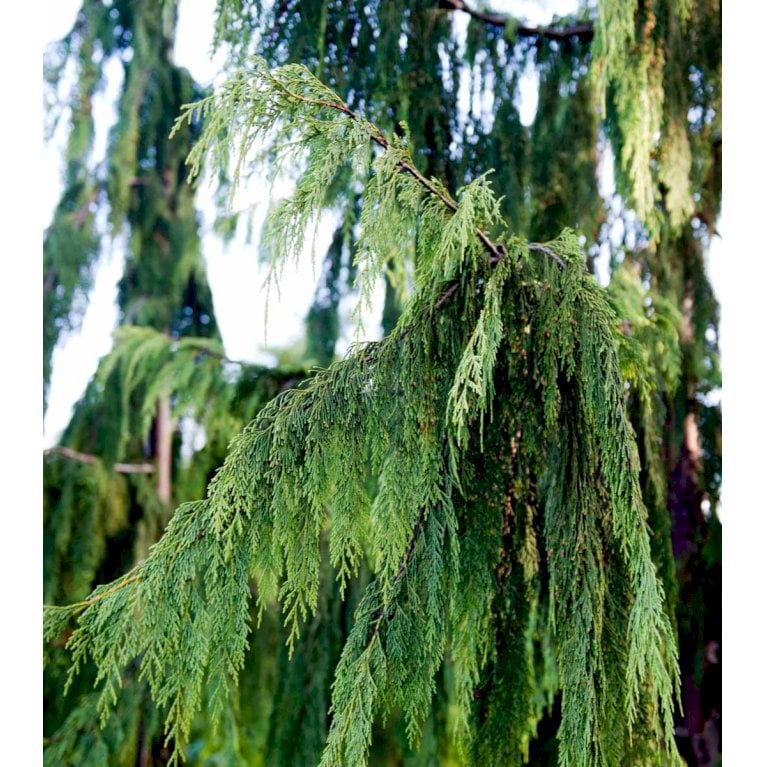Hængende Nutkacypres 'Pendula'