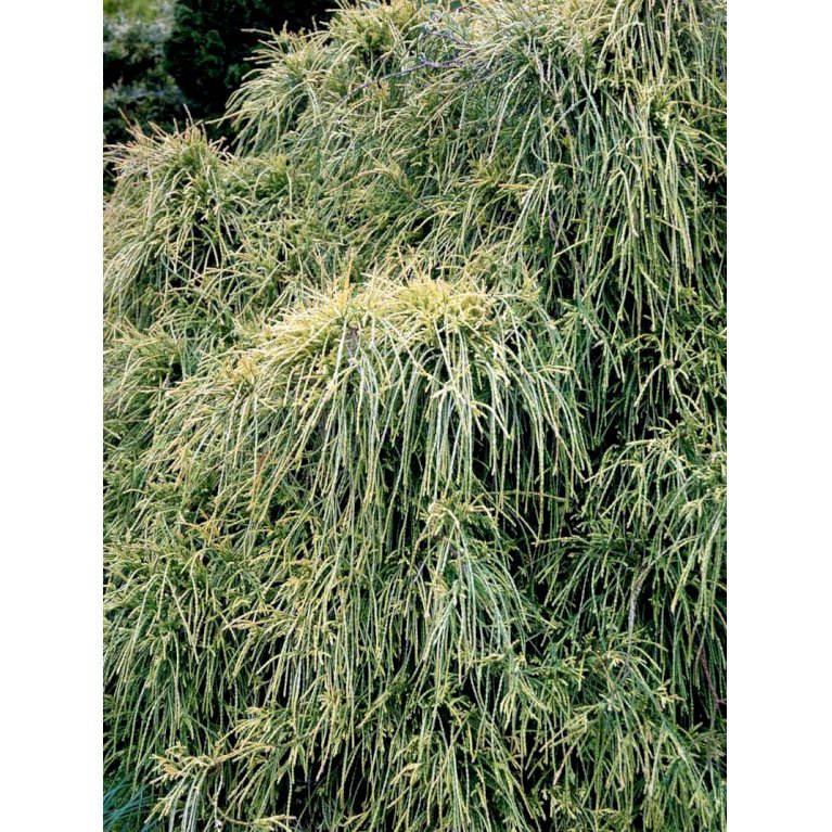 Tråd Ærtecypres 'Filifera Aurea Nana'