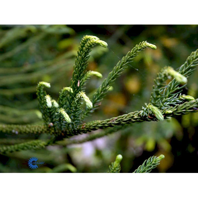 Japansk Kryptomeria 'Dacrydioides'