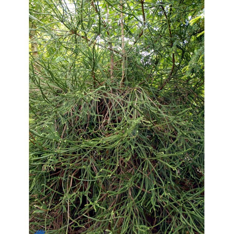 Japansk Kryptomeria 'Dacrydioides'
