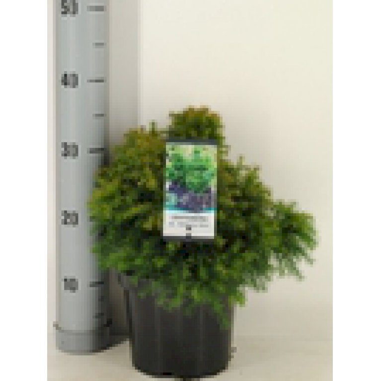 Japansk Kryptomeria 'Monstrosa Nana'