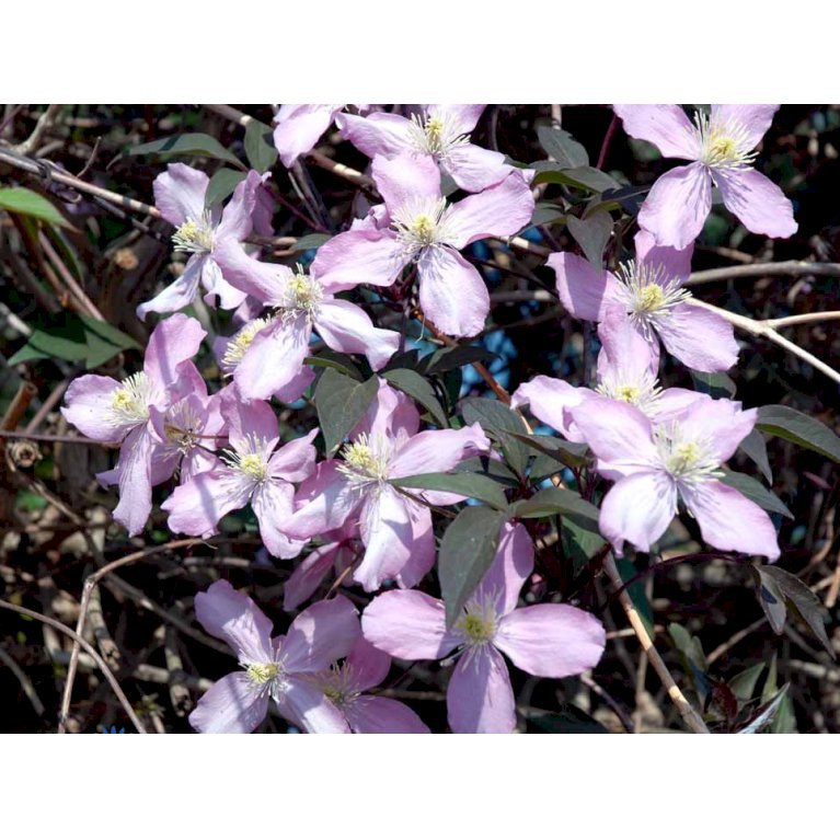 Bjerg-Skovranke 'Fragrant Spring'