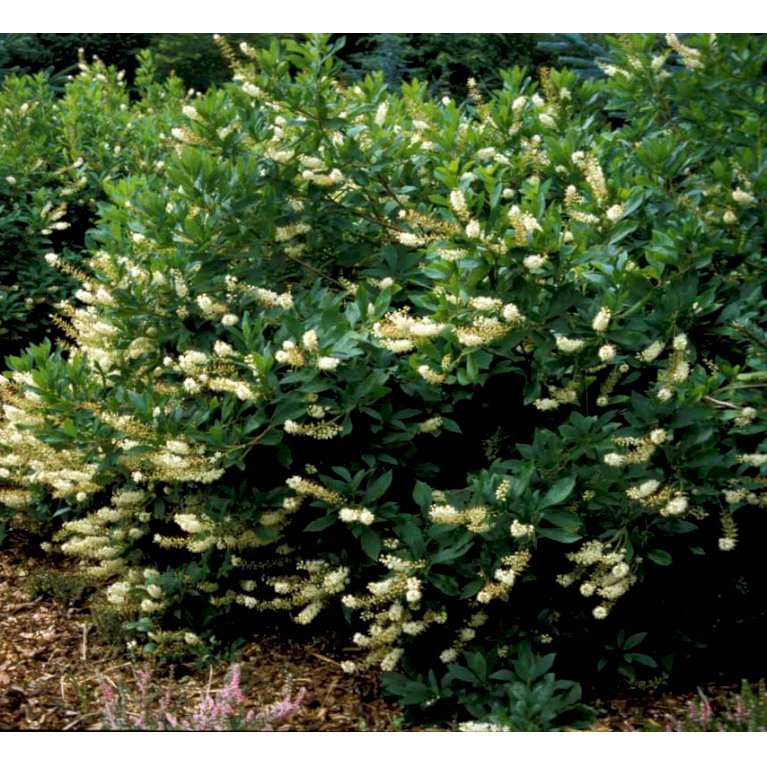 Clethra alnifolia 'Clea'
