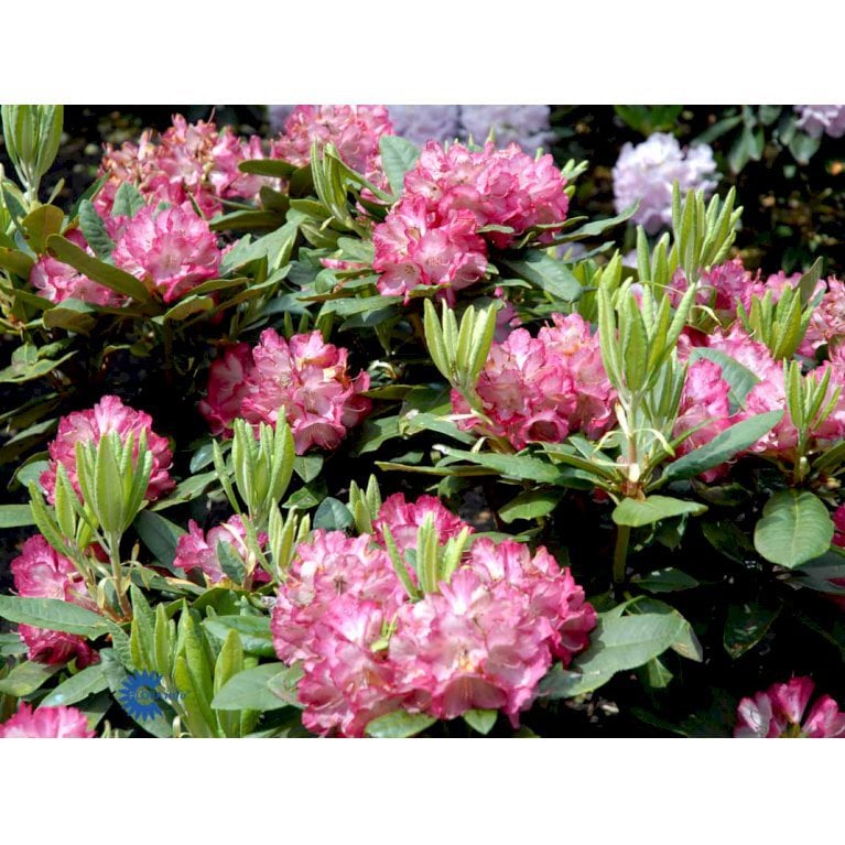 RHODODENDRON 'ANN LINDSAY' - Rhododendron - Plantetorvet.dk