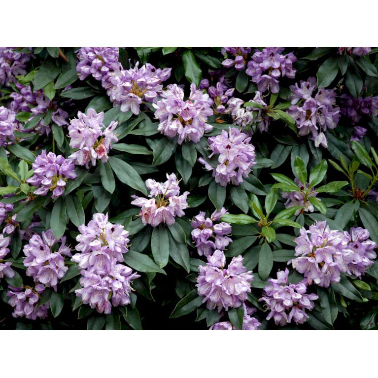 RHODODENDRON 'BLUE JAY'