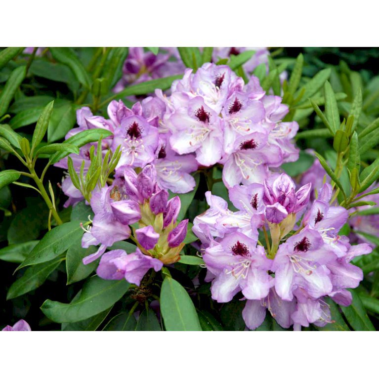 RHODODENDRON 'BLUE JAY'