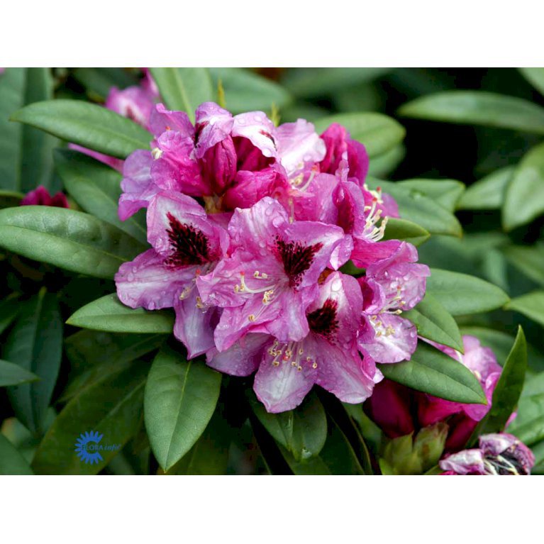 RHODODENDRON 'CHRISTIANE HERZOG'