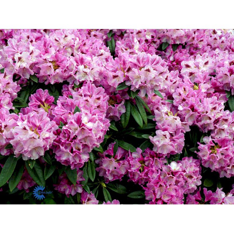 RHODODENDRON 'CHRISTIANE HERZOG'