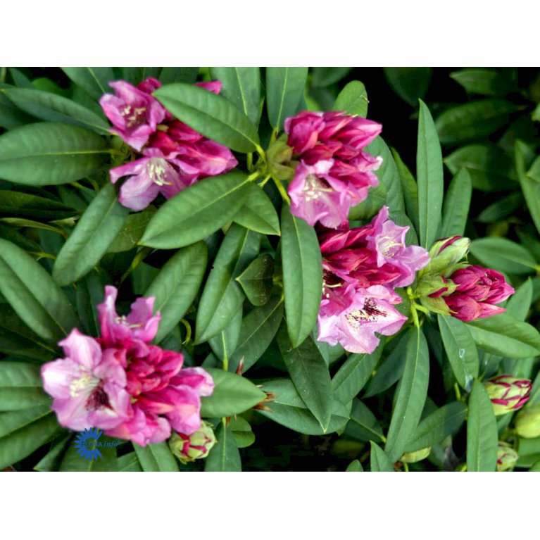 RHODODENDRON 'CHRISTIANE HERZOG'