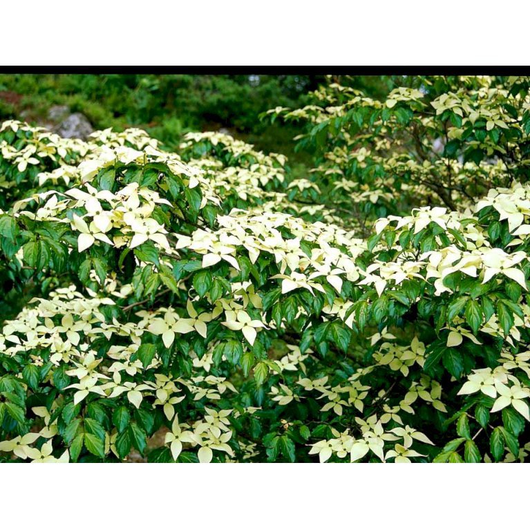 Koreakornel 'Teutonia'