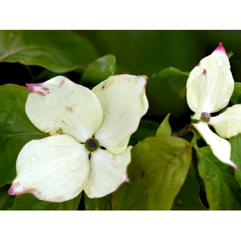 Koreakornel 'Teutonia'