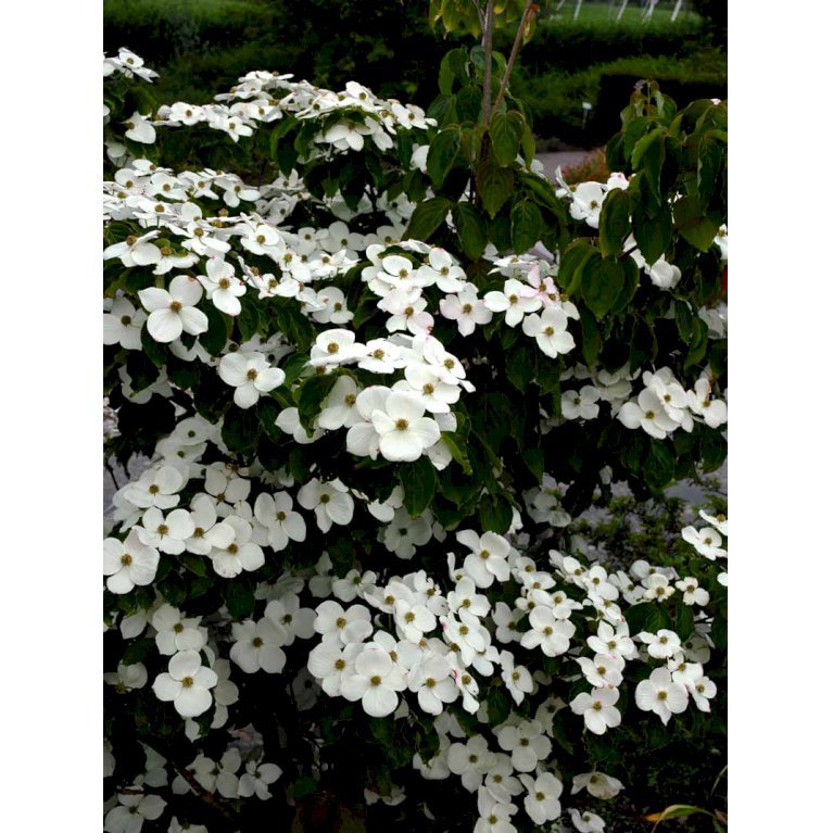 Koreakornel 'Teutonia'