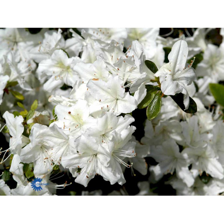 RHODODENDRON 'EUCHARIS'