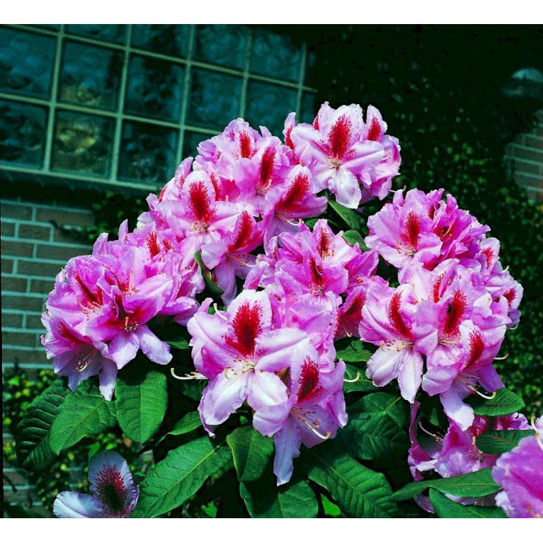 'Furniwalls Daugther'