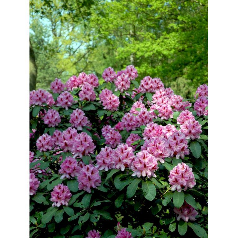 'Furniwalls Daugther'