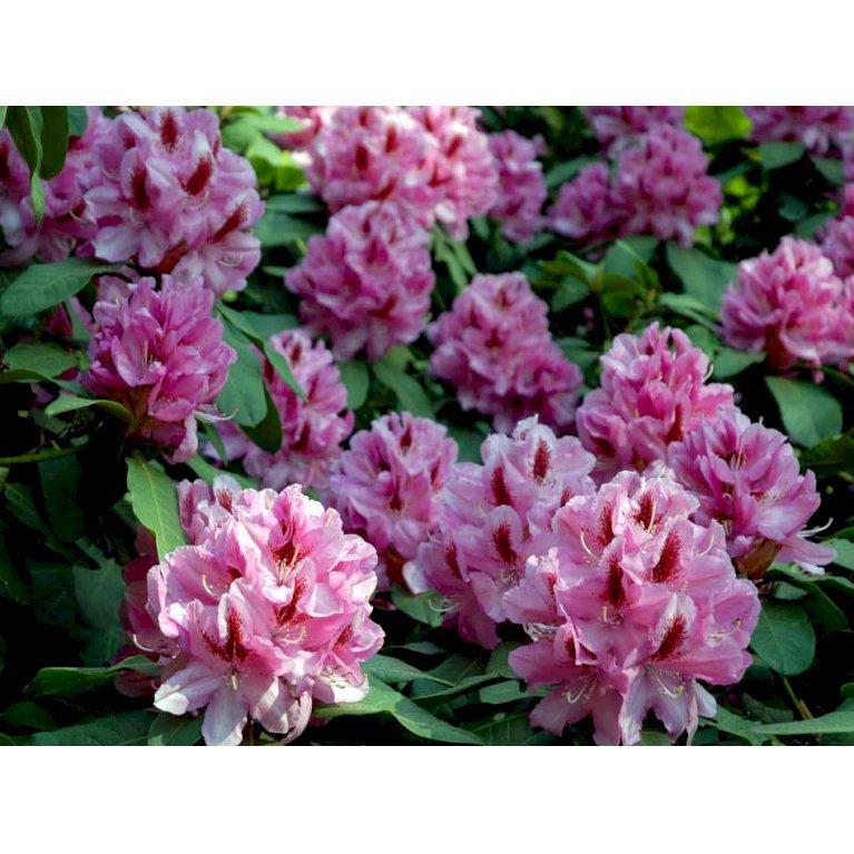 'Furniwalls Daugther'
