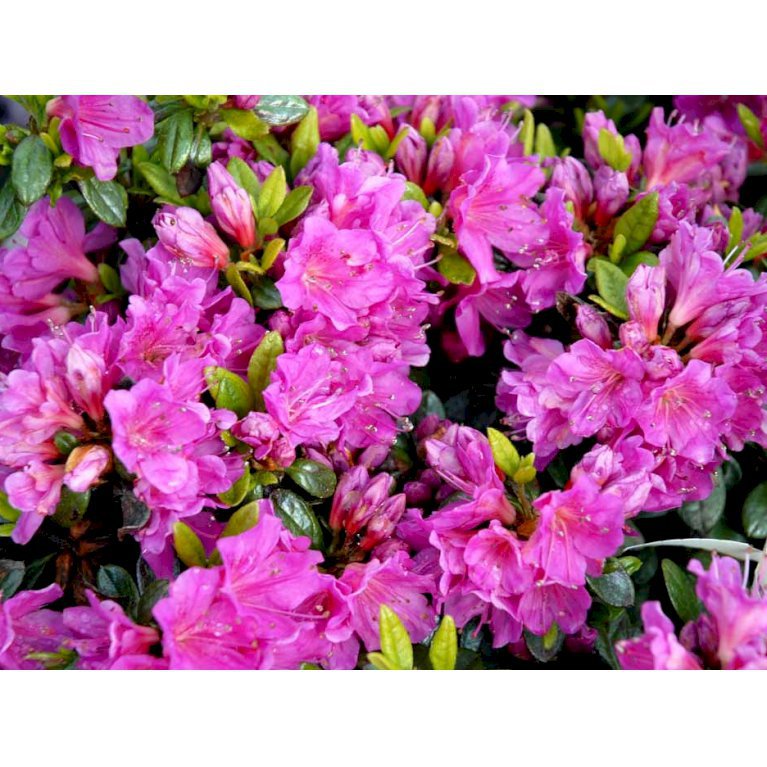 Rhododendron 'Geisha Lila Rosa'