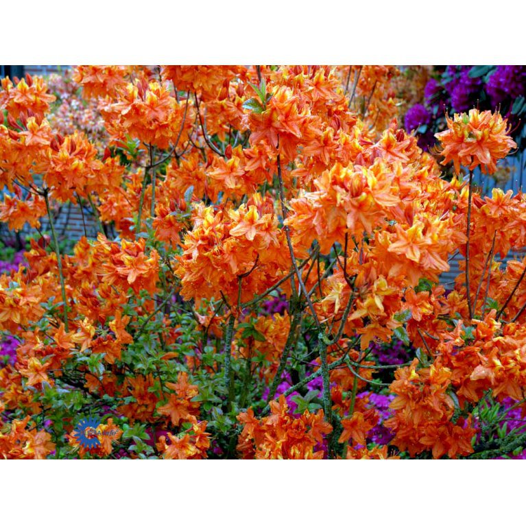 Knaphill Azalea 'Glowing Embers'