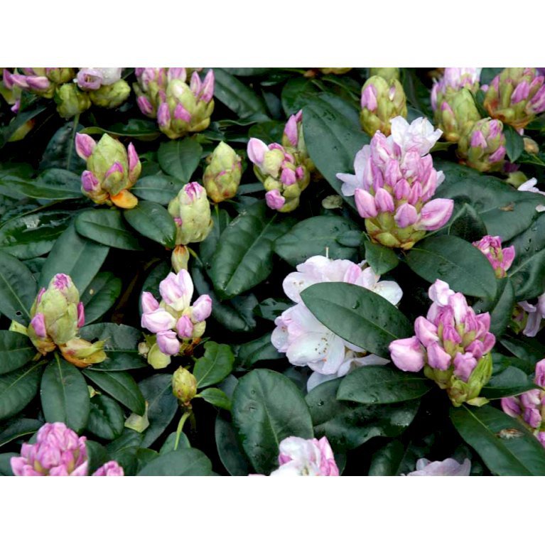 ‘Gomer Waterer’ - Rhododendron - Plantetorvet.dk