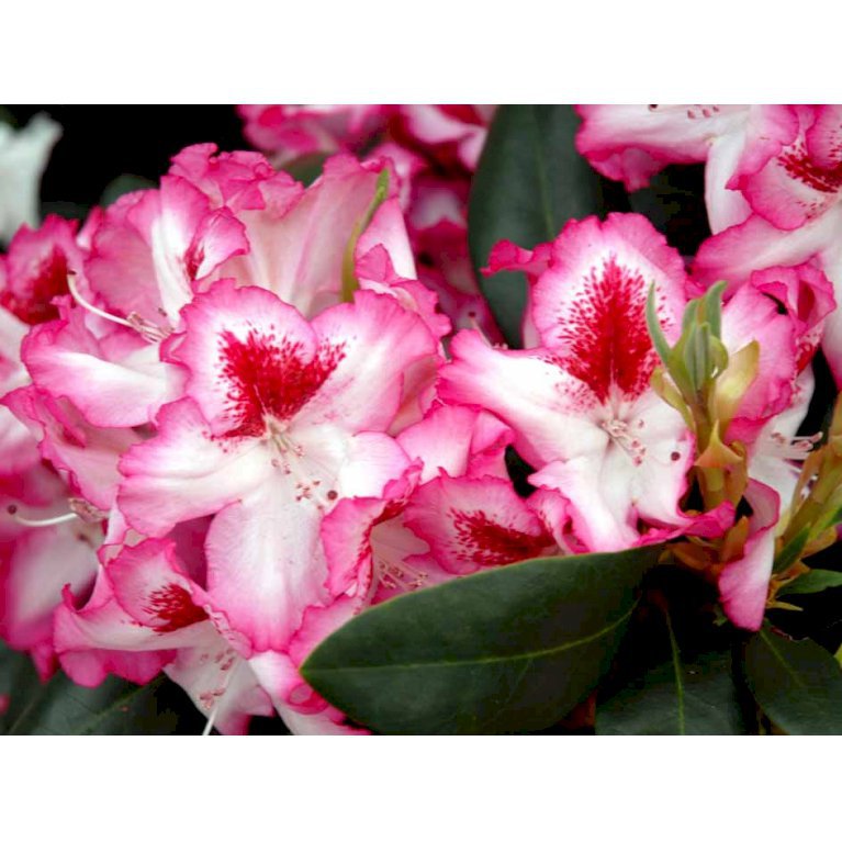 (cat.) 'Hachmanns Charmant'