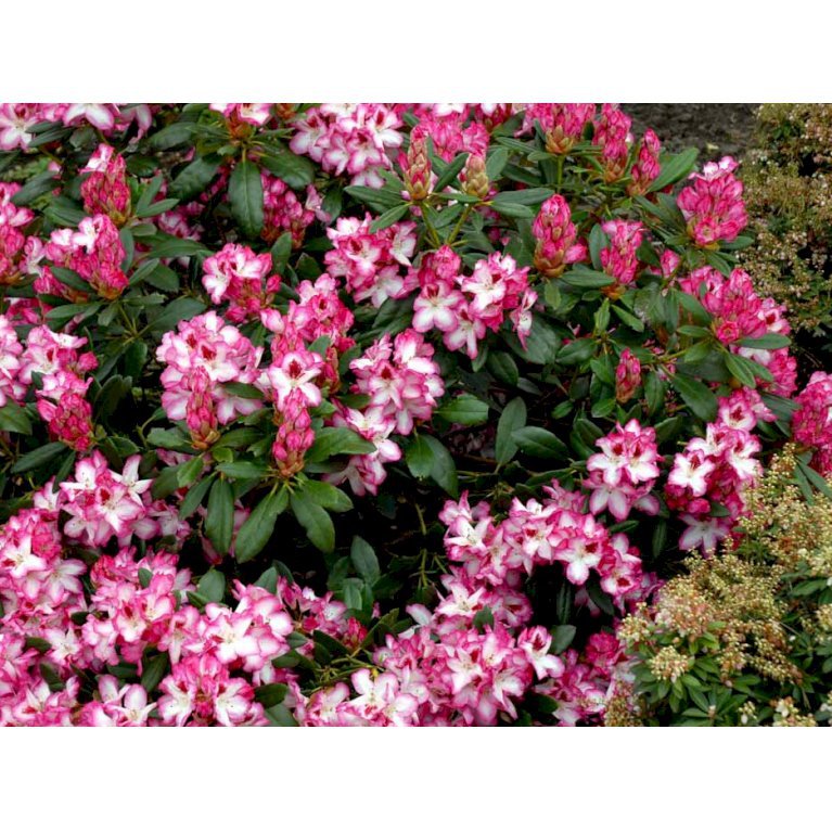 (cat.) 'Hachmanns Charmant'