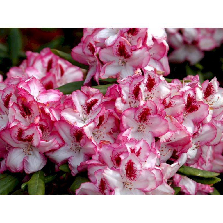 (cat.) 'Hachmanns Charmant'