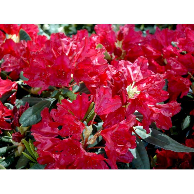 Rhododendron Hachmanns Feuerschein