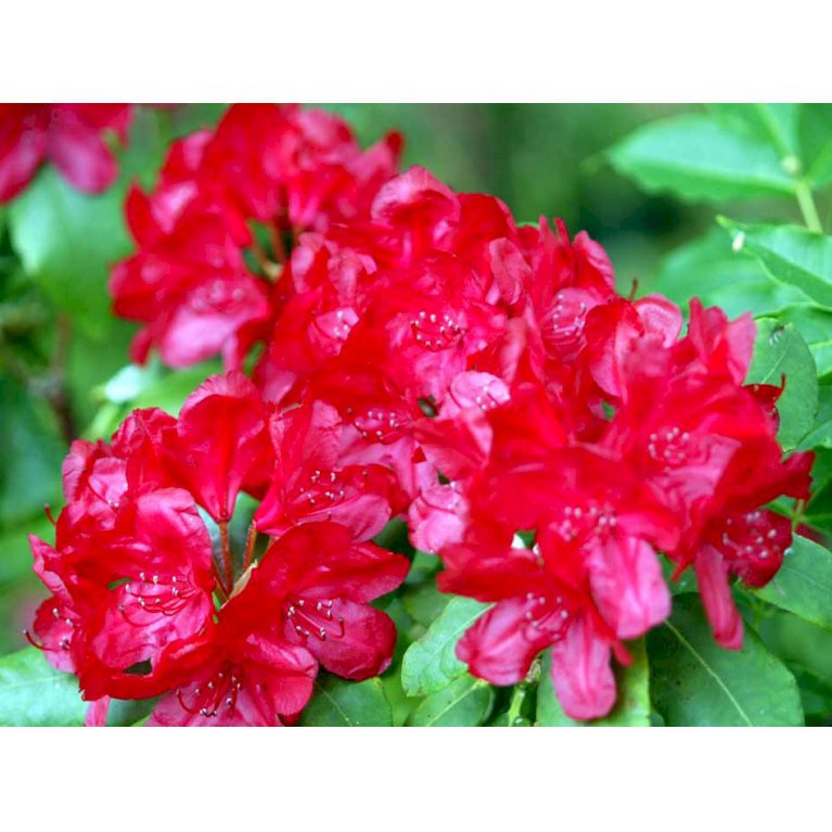 Rhododendron Hachmanns Feuerschein