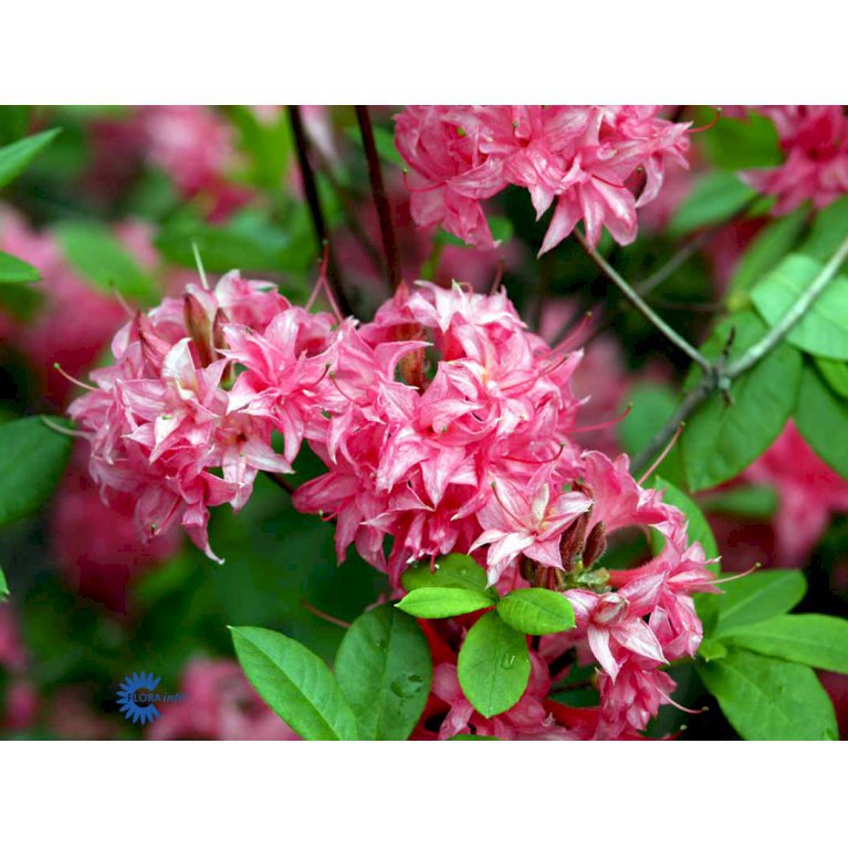 RHODODENDRON 'HOMEBUSH' - Rhododendron - Plantetorvet.dk