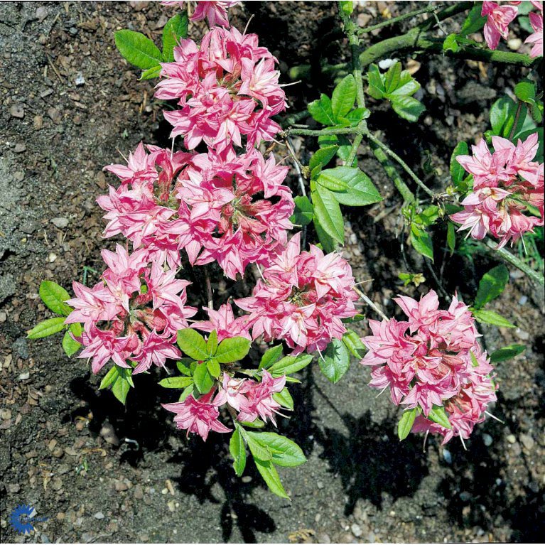 RHODODENDRON 'HOMEBUSH' Rhododendron Plantetorvet.dk