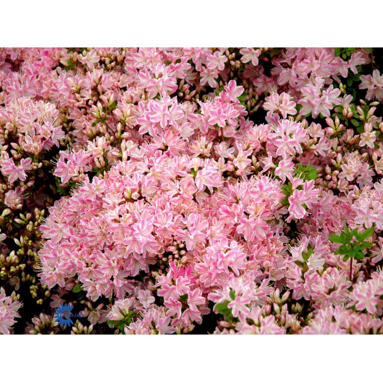 'Kermesina Rosé'
