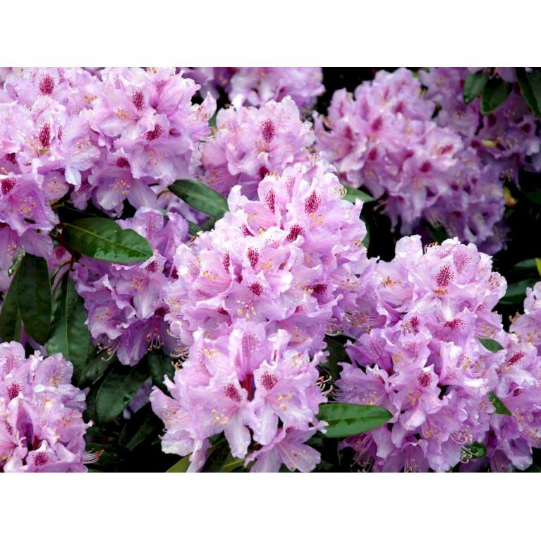 Rhododendron 'Lavendeltraum'