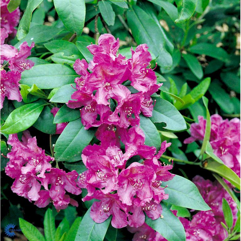 RHODODENDRON 'LEE'S DARK PURPLE' - Rhododendron ...