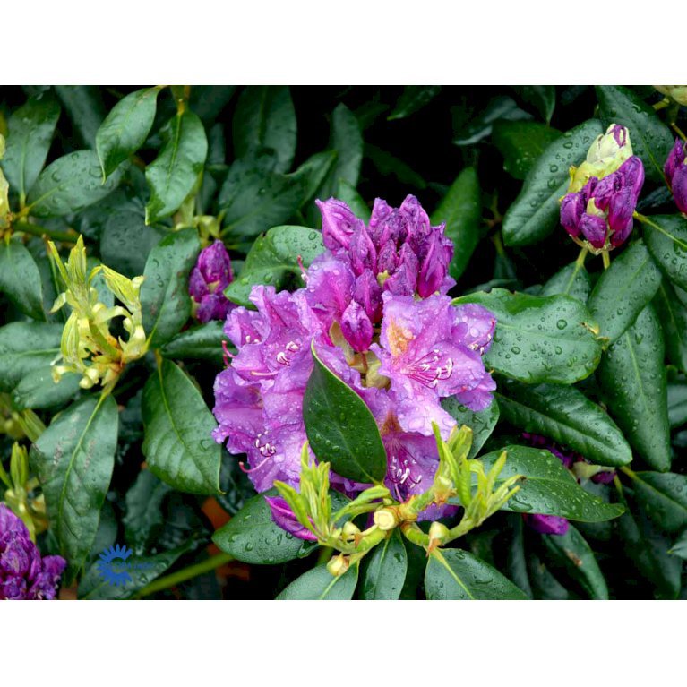 RHODODENDRON 'LEE'S DARK PURPLE' - Rhododendron ...