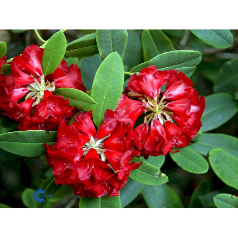 RHODODENDRON 'LEO'