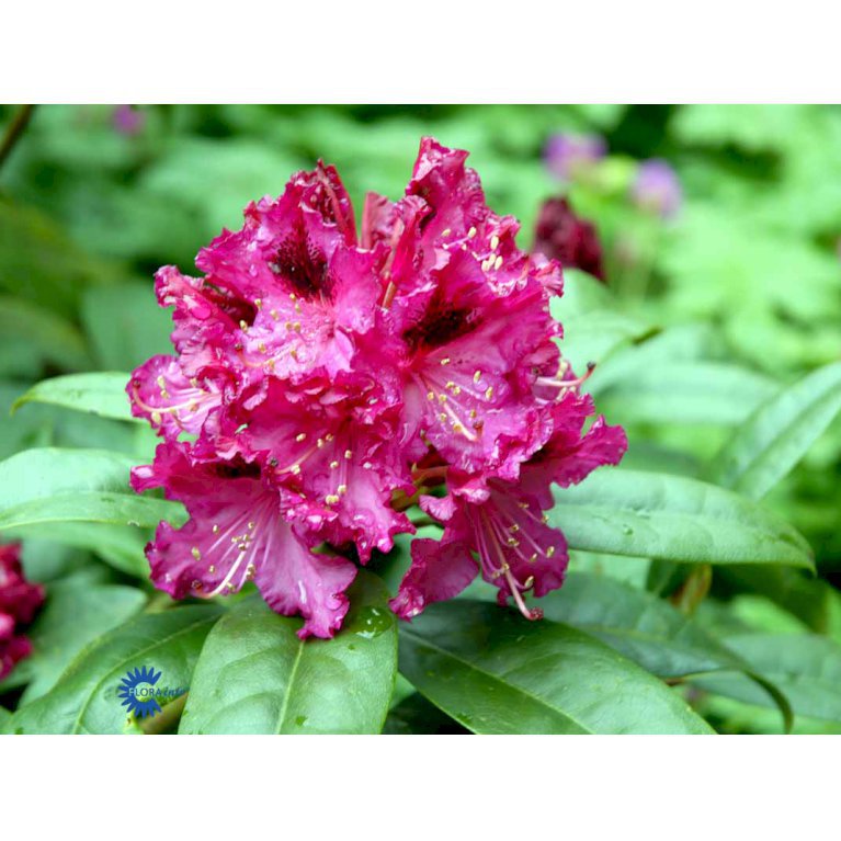 RHODODENDRON 'MARIE FORTE'